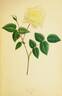 Smithii rose photo
