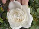 Maria Shriver ™ rose photo