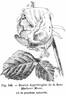 Madame Moser rose photo