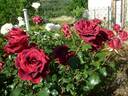 Roundelay rose photo