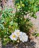 Snow Storm rose photo