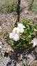 Snow Storm rose photo
