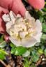 ACTIIOPXCLCPPDACTIIOP rose photo
