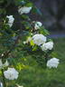 Paul's Lemon Pillar rose photo