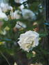 Paul's Lemon Pillar rose photo
