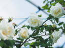 Paul's Lemon Pillar rose photo