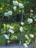 Paul's Lemon Pillar rose photo