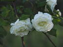 Paul's Lemon Pillar rose photo