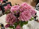 Bienvenue rose photo