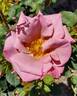 Connie's Sandstorm rose photo