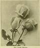 Mrs. George Shawyer rose photo