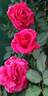 Taj Mahal rose photo
