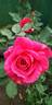 Taj Mahal rose photo