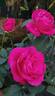 Taj Mahal rose photo