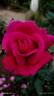 Taj Mahal rose photo