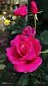Taj Mahal rose photo