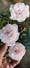 Snow Kiss rose photo