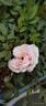 Snow Kiss rose photo