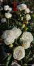 White Margo Koster rose photo