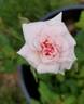 Cécile Brunner rose photo