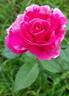 Parade Day ™ rose photo