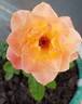 Rosie The Riveter ™ rose photo
