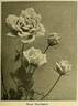 Sunburst rose photo