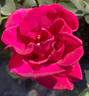 Brindabella Purple Prince rose photo