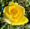Sunny Delight rose photo
