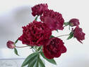Atrosanguinea peony photo