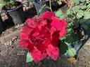 Mrs. Albert Nash rose photo
