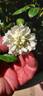 ACTIIOPXCLCPPDACTIIOP rose photo