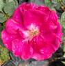 Brindabella Purple Prince rose photo