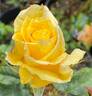 Sunbright ® rose photo
