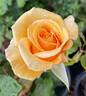 Valencia ® rose photo