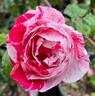 Moore's Striped Rugosa rose photo