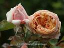 Kaiser Wilhelm rose photo