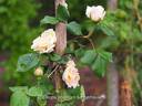 Fürst Bismarck rose photo