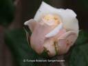 Fürst Bismarck rose photo