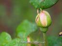 Fürst Bismarck rose photo