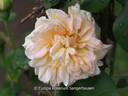 Fürst Bismarck rose photo