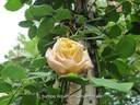 Kaiserin Friedrich rose photo