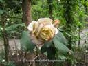 Kaiserin Friedrich rose photo