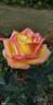 Love rose photo