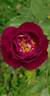 Midnight Blue ™ rose photo