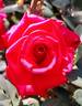 Timeless rose photo