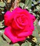 Timeless rose photo