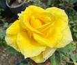 Sunbright ® rose photo