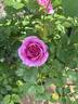 Sweet Madame Blue ™ rose photo