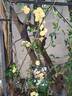 R. banksiae lutea rose photo